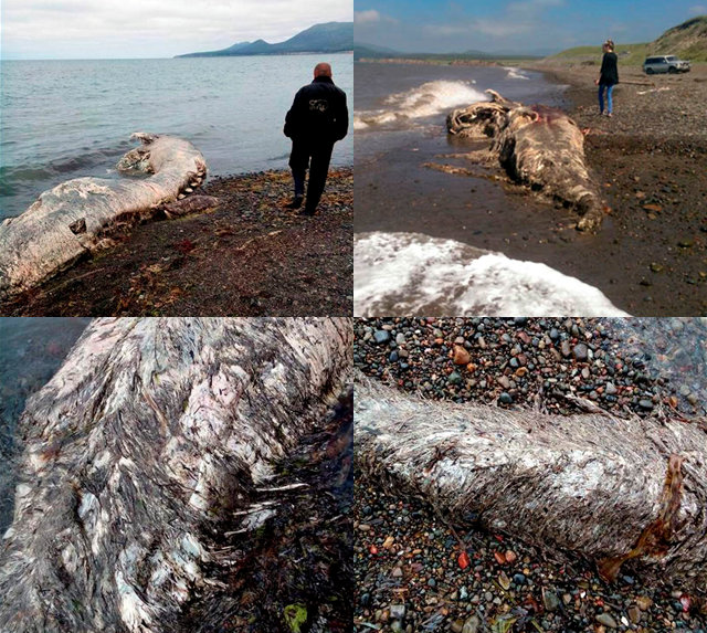 Mysterious Russian Sea Creature Most Likely A Beaked Whale 2 Image Credit The Siberian Times