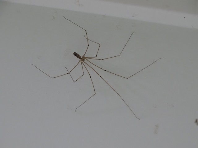 Daddy Long Legs Spider