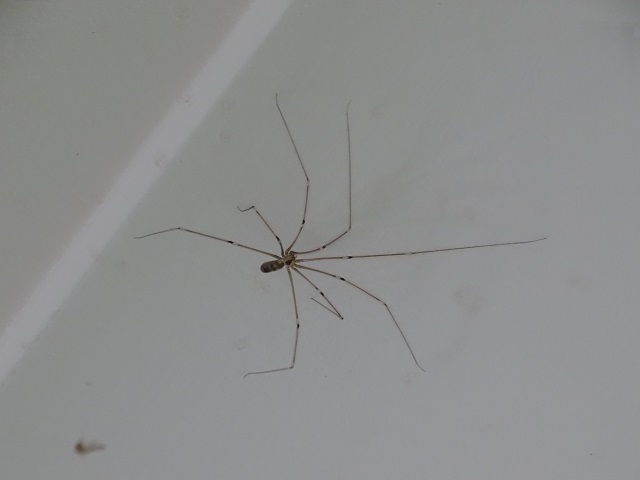 Daddy Long Legs Spider