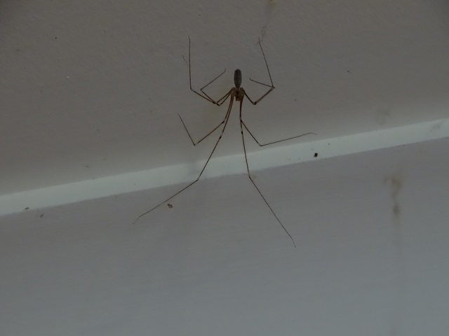 Daddy Long Legs Spider