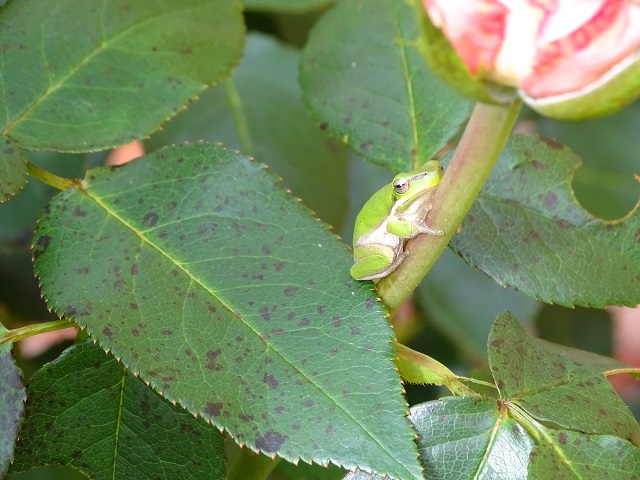 Eastern Dwarf Tree Frog