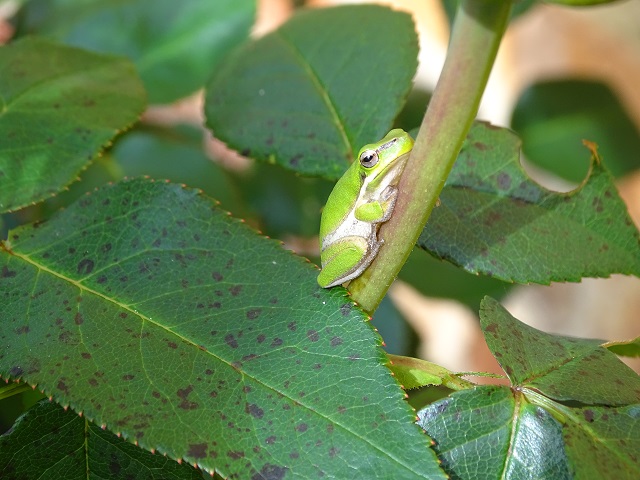 Eastern Dwarf Tree Frog