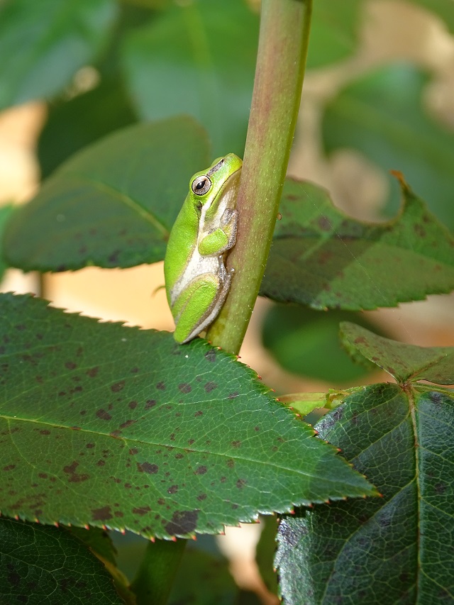 Eastern Dwarf Tree Frog