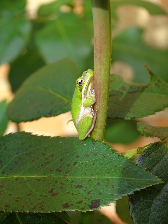 Eastern Dwarf Tree Frog