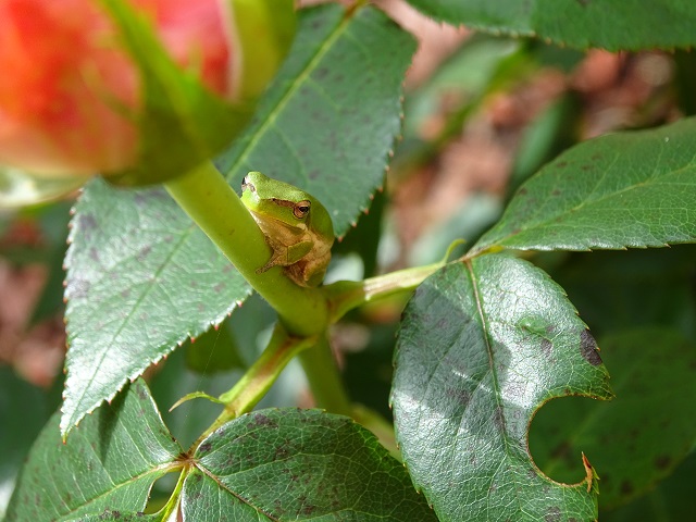 Eastern Dwarf Tree Frog