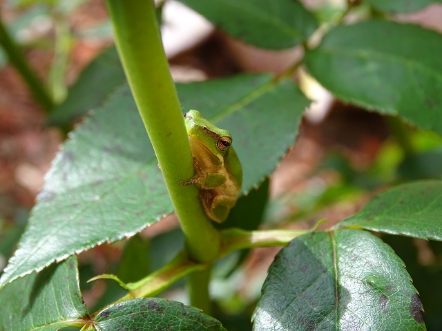 Eastern Dwarf Tree Frog