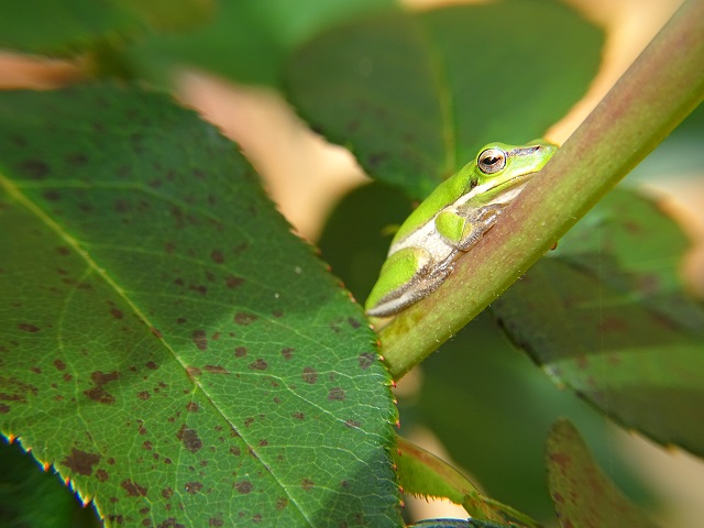 Eastern Dwarf Tree Frog