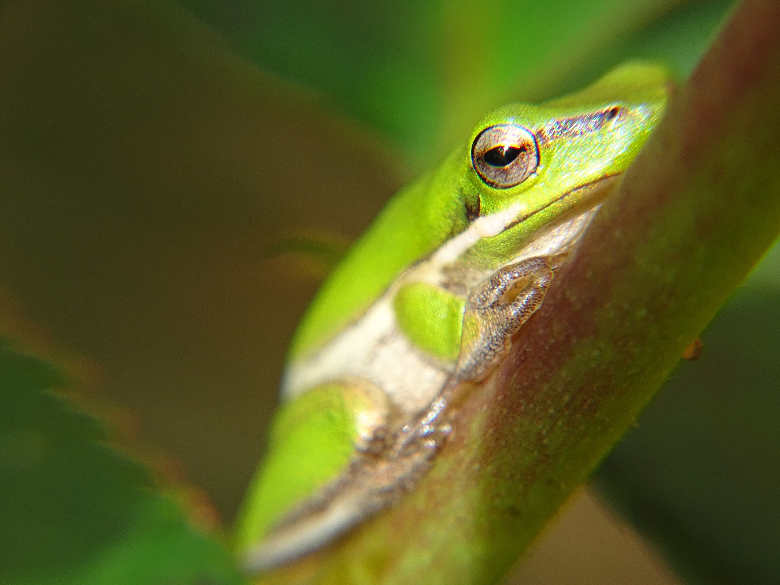 Eastern Dwarf Tree Frog Litoria Fallax Eastern Sedge Frog Uthinki