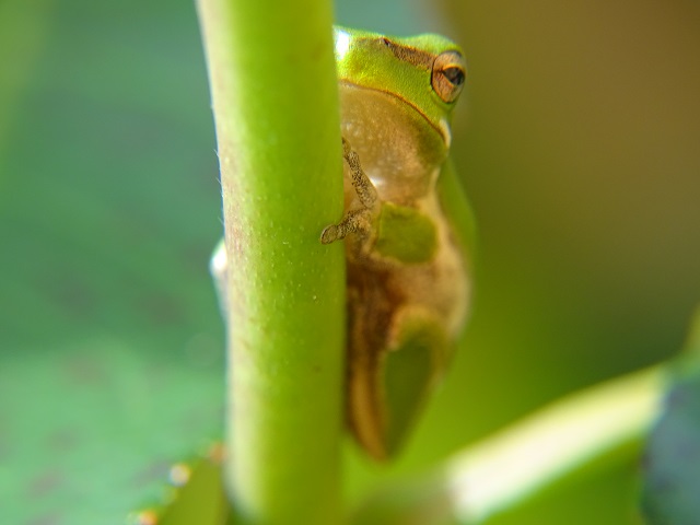 Eastern Dwarf Tree Frog