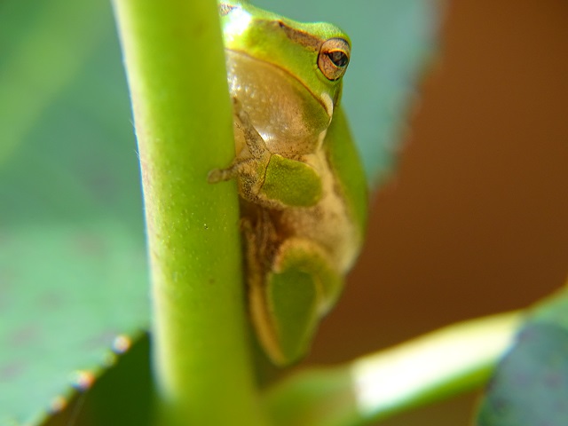 Eastern Dwarf Tree Frog