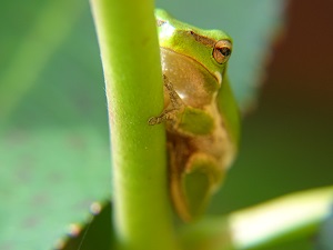 Eastern Dwarf Tree Frog