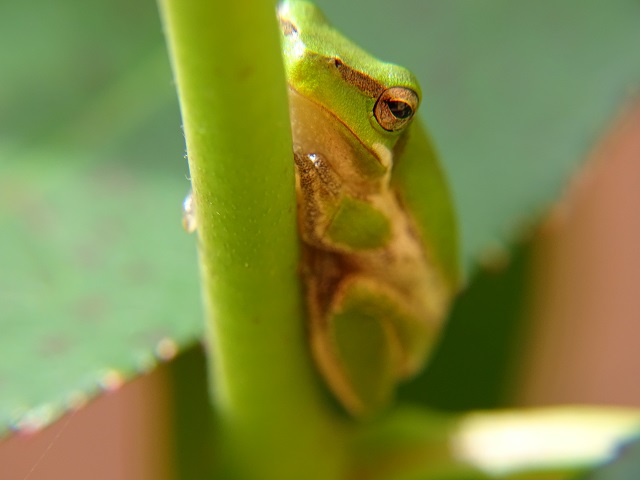 Eastern Dwarf Tree Frog