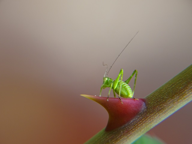Grasshopper on rose thorn