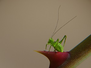 Grasshopper on rose thorn