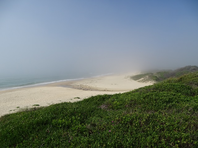 Beach and fog