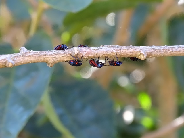 Hibiscus Harlequin Bugs