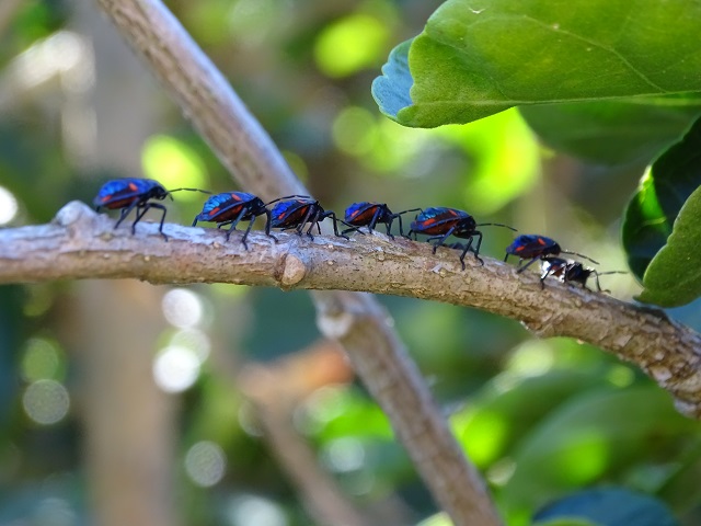 Hibiscus Harlequin Bugs