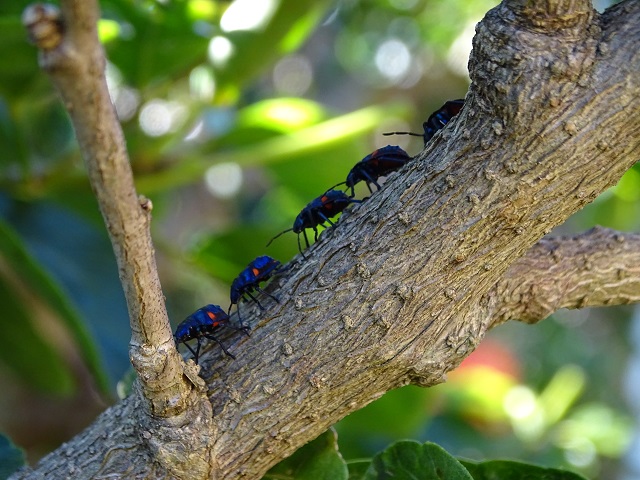 Hibiscus Harlequin Bugs