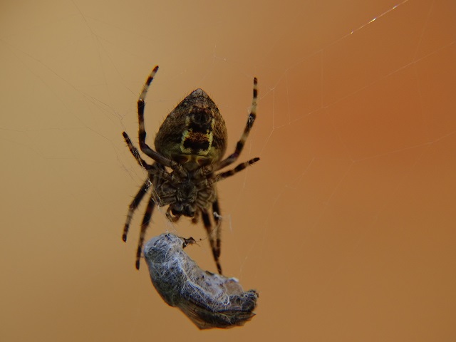 Orb Weaver Spider with Prey