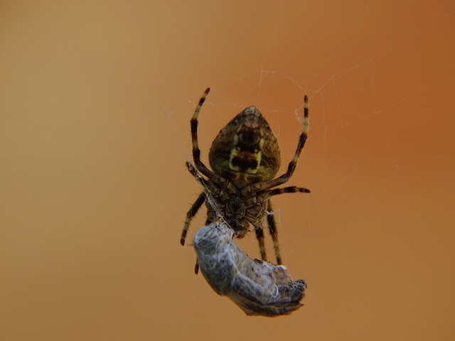 Orb Weaver Spider with Prey