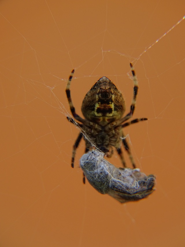 Orb Weaver Spider with Prey