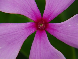 Purple Flower