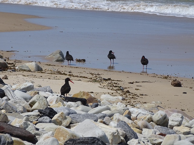 Sooty Oystercatcher