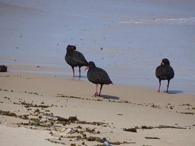 Sooty Oystercatcher