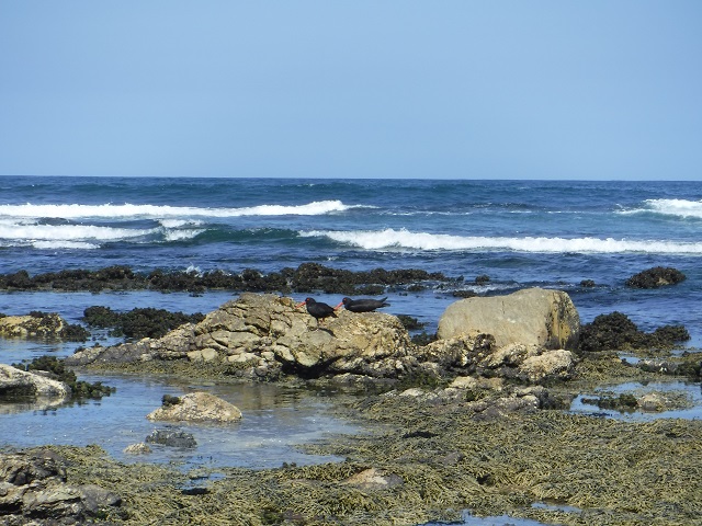 Sooty Oystercatcher