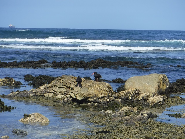 Sooty Oystercatcher