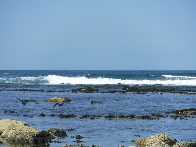 Sooty Oystercatcher