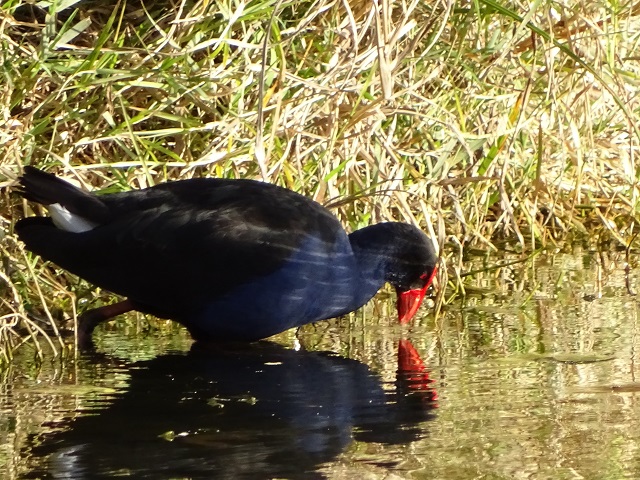 Australasian Swamphen