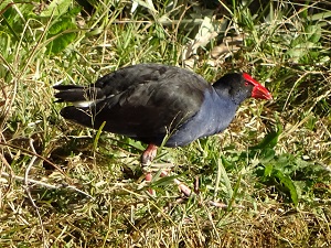 Australasian Swamphen