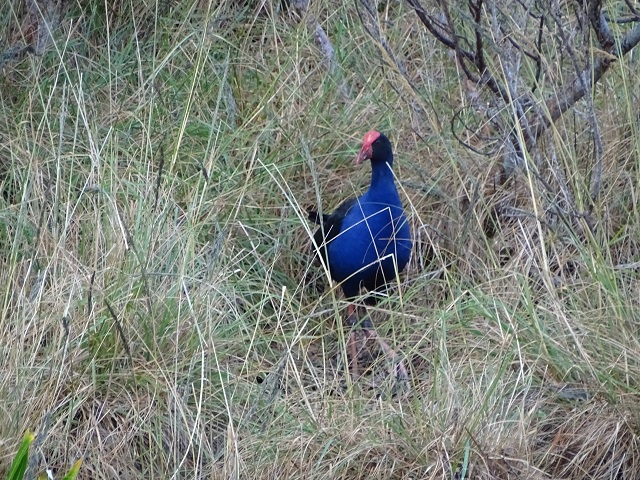 Australasian Swamphen