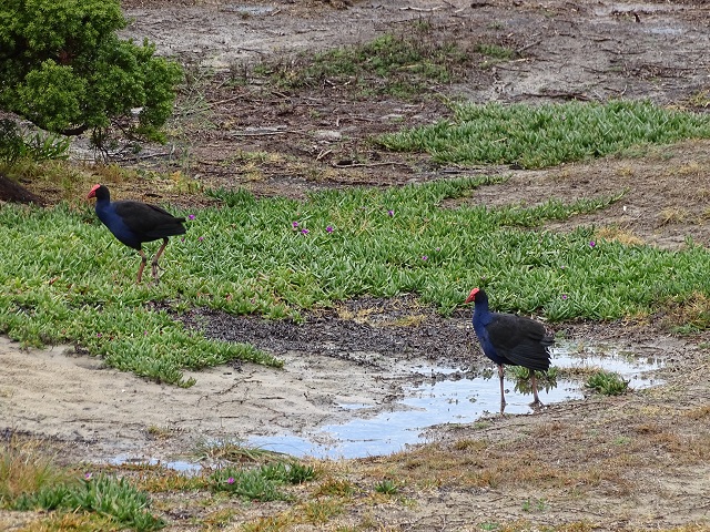 Australasian Swamphen