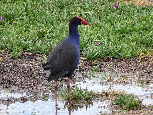 Australasian Swamphen