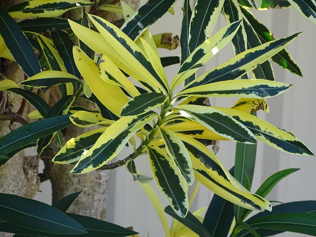 Oleander Variegated Leaves Plant