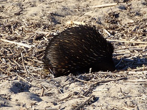 Echidna