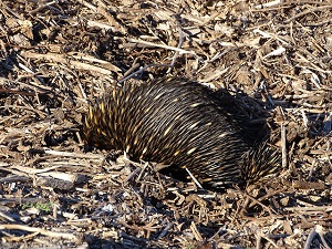 Echidna