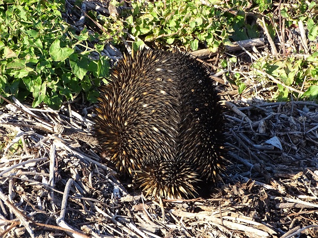 Echidna