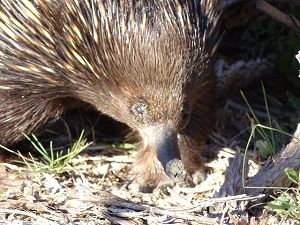 Echidna