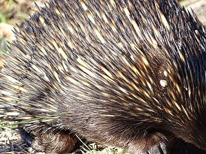 Echidna