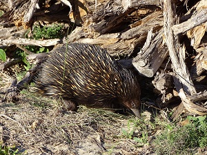 Echidna