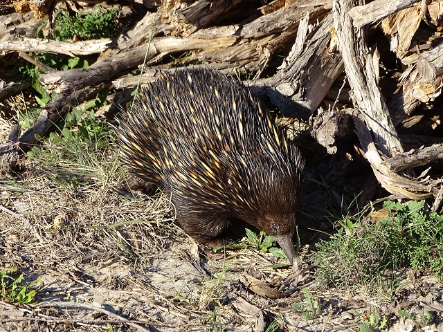 Echidna