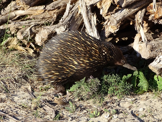 Echidna