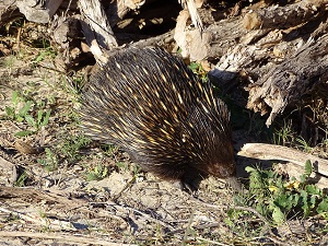 Echidna