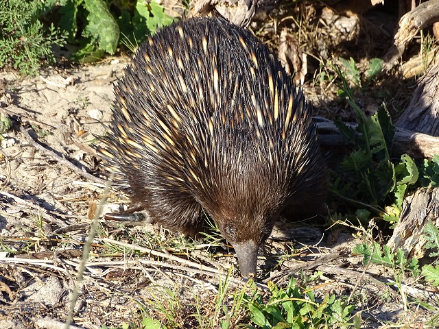 Echidna