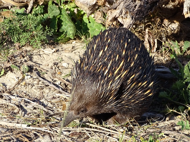 Echidna