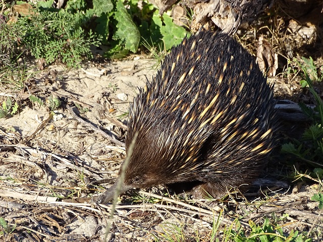 Echidna