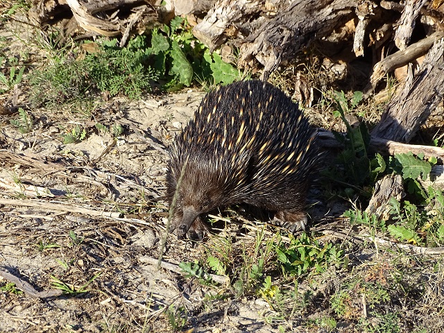 Echidna